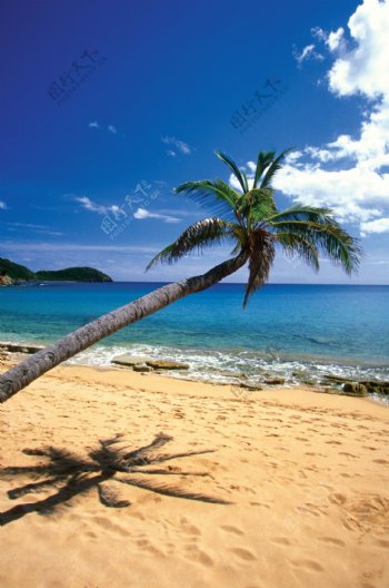 沙滩上的椰树与脚印