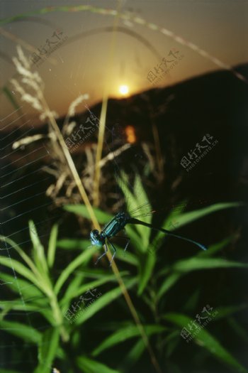 蜘蛛网上的蜻蜓
