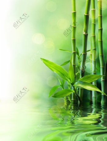 水边的富贵竹图片
