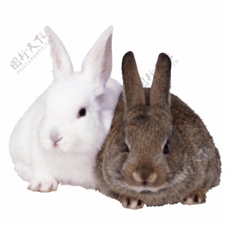 家禽兔子动物图片