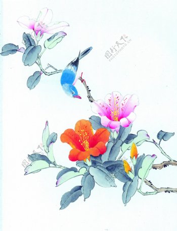水墨花卉植物鸟类图片