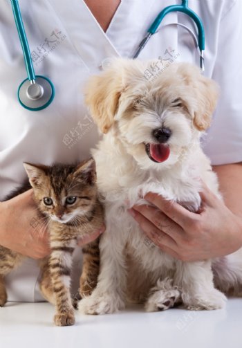 抱着小猫小狗的医生图片