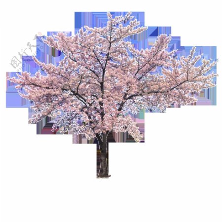 樱花树唯美粉色花朵素材