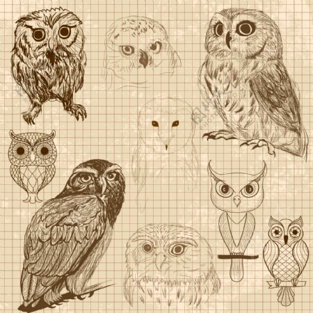 一组各种各样的手绘素描猫头鹰素材