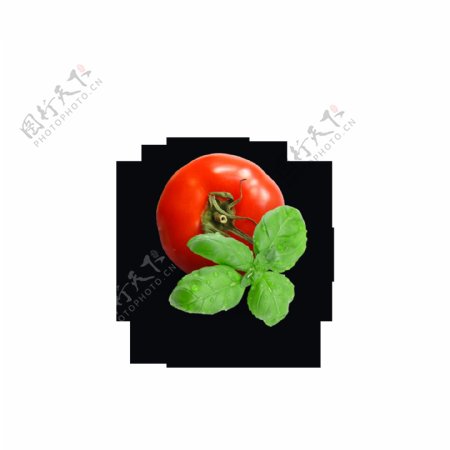 红色番茄绿叶元素