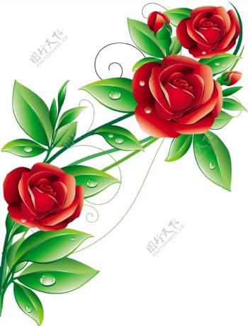红玫瑰花矢量图片