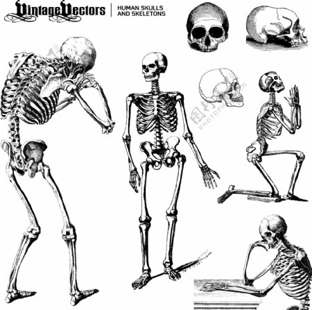人类的头骨和骨骼