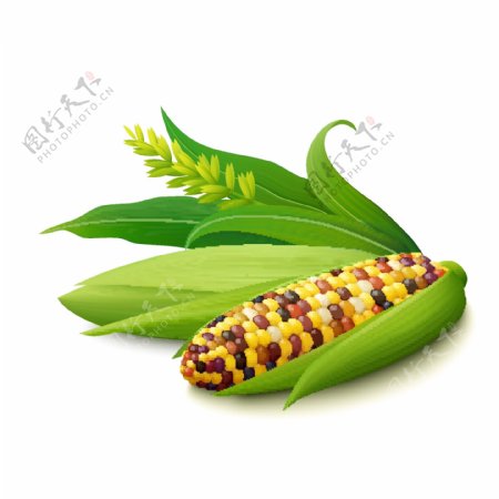 新鲜的玉米设计矢量素材