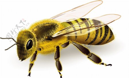 逼真的蜜蜂