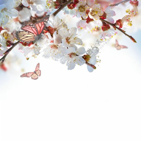 梨花与蝴蝶图片