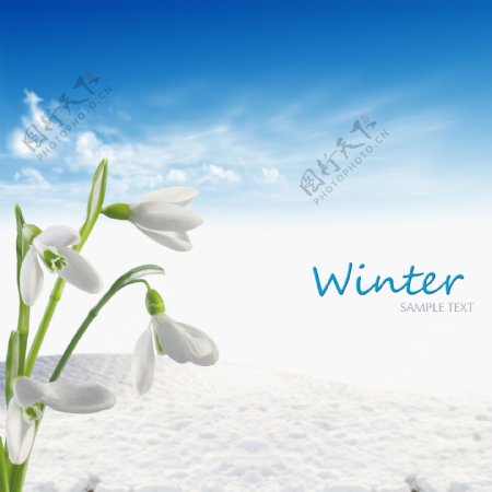 雪地与美丽鲜花图片