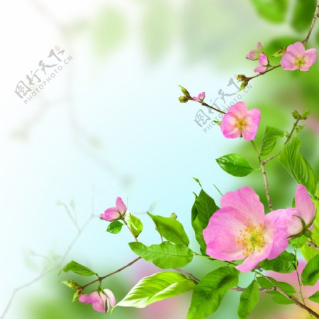 绿色与粉色花朵图片
