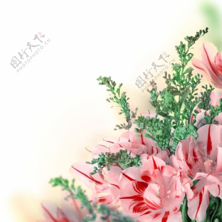 康乃馨鲜花图片