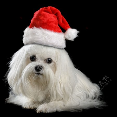 戴圣诞帽的小狗