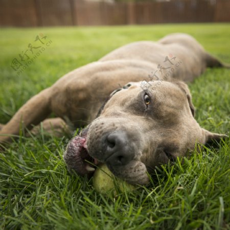 躺在草坪中的小狗
