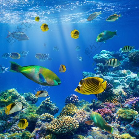 海底的珊瑚和鱼群