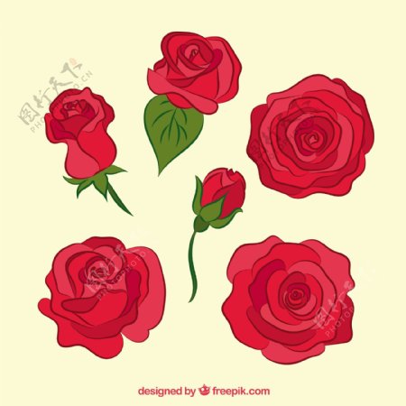 漂亮的红色调玫瑰插图