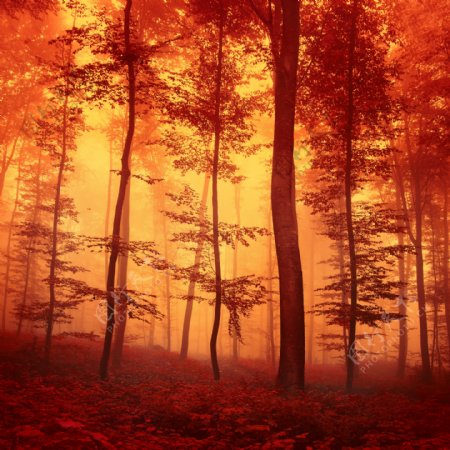 森林里的红色树木图片