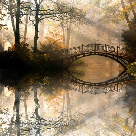 树林里的小桥图片