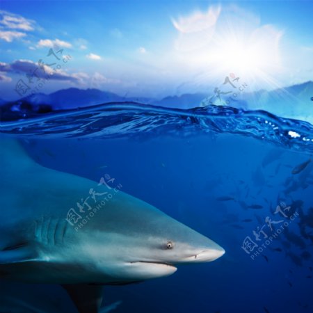高清海水鲨鱼摄影