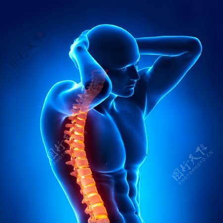 男性人体脊椎图片