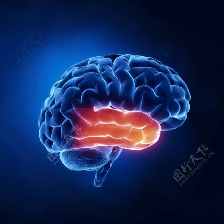 大脑器官模型图片