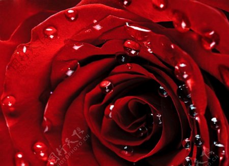 露珠红玫瑰花图片