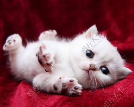 可爱小猫图片