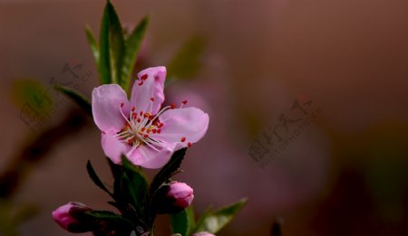 粉红色桃花