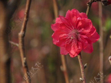 艳丽的桃花