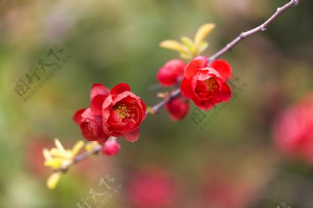 红色的海棠花