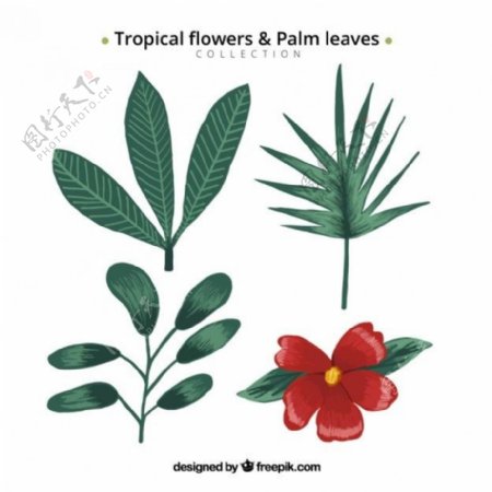 手拉的热带花和棕榈叶
