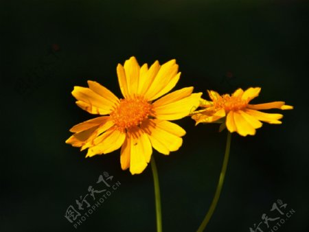 黄色金鸡菊花卉