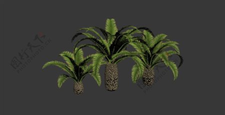 棕榈树3d模型图片