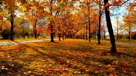 唯美的秋叶风景