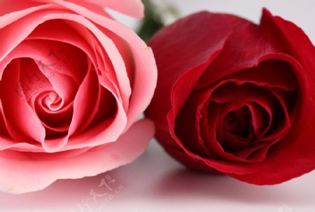 红玫瑰与粉玫瑰