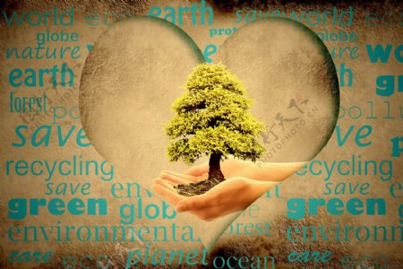 爱心与双手捧着的树木图片