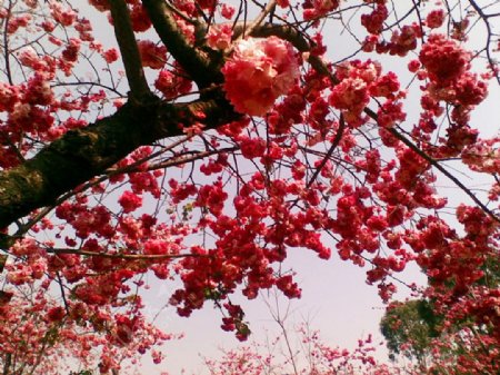 樱花盛开图片