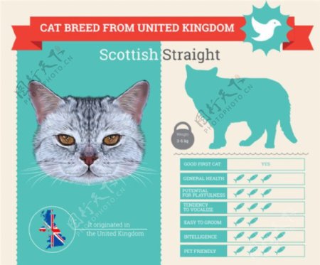 苏格兰猫档案图片
