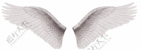 白翅膀和黑翅膀分层素材2