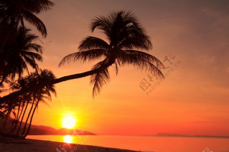 夕阳椰子树海洋风景图片