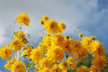 美丽的黄色野菊花图片