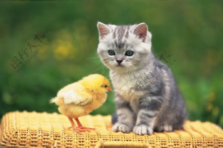 猫咪与小鸡