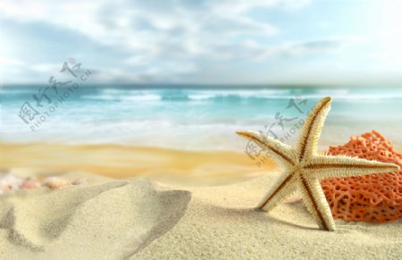 沙子海星大海图片