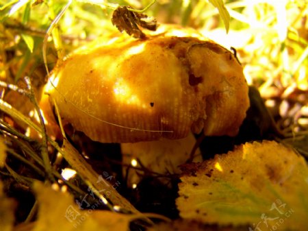 蘑菇风景摄影图片