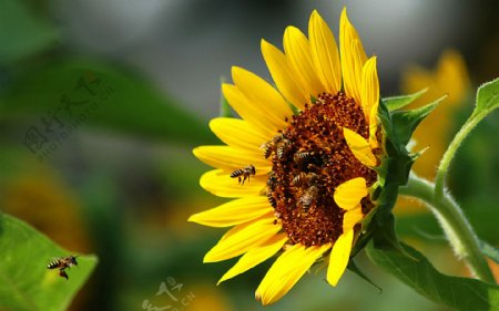 蜜蜂向日葵