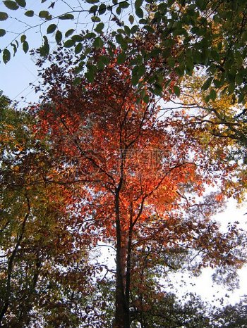 秋天美丽的颜色