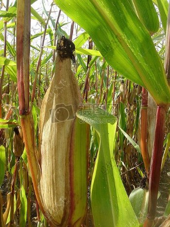 秋天成熟的玉米