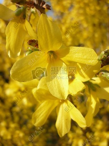 一枝黄色的小花