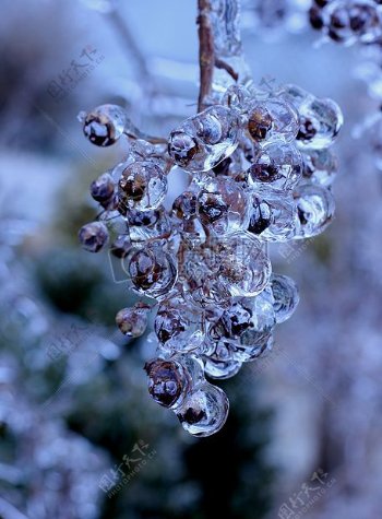 冬季的葡萄上结满冰